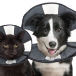 Zencone soft Recovery Collar Medium