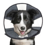 Zencone soft Recovery Collar Large